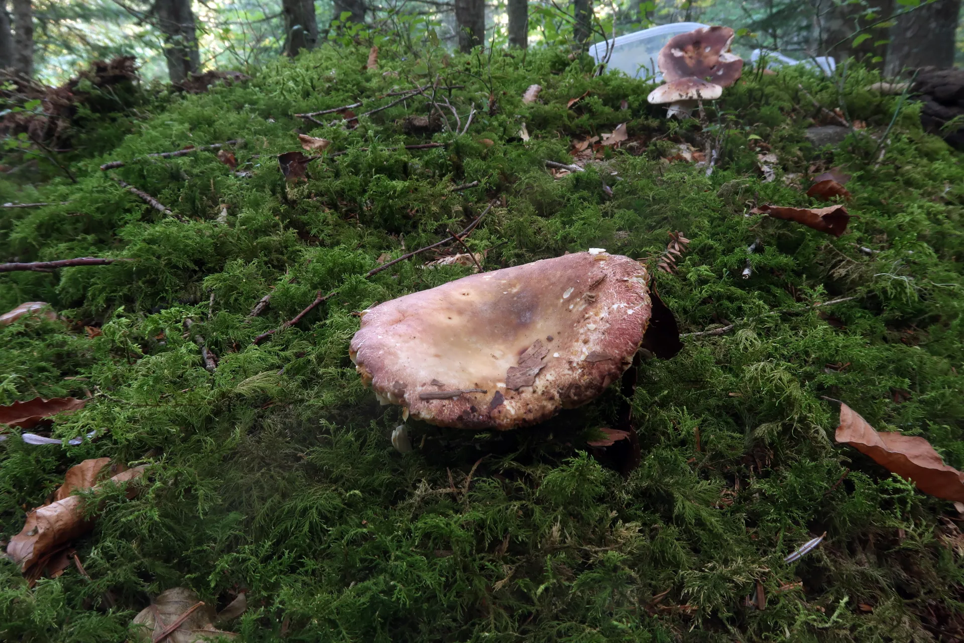 Russula curtipes - 1 - IMG_0246